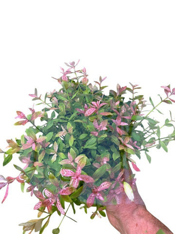 **SPECIAL** Hydrophilia rosanervis (Pinkpoly) SUBMERSED/BUNCH x 10 Buy