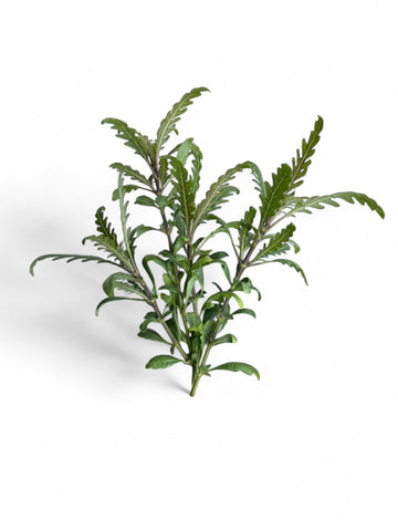 Hygrophila pinnatifida EMERSED