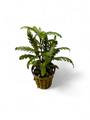 Hygrophila pinnatifida EMERSED/POTTED