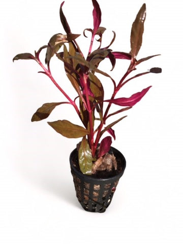 Alternanthera rosefolia EMERSED/POTTED