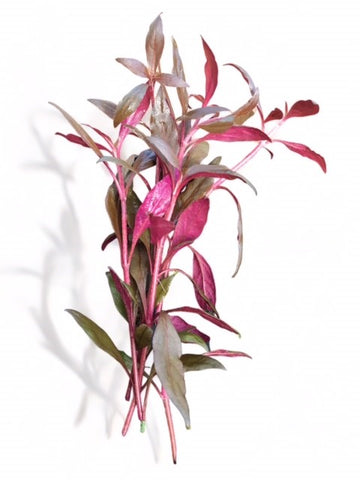 Alternanthera rosaefolia EMERSED