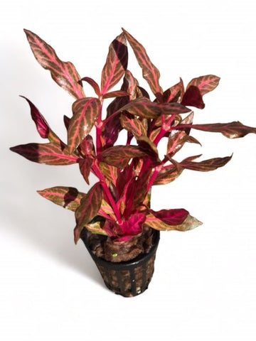 Alternanthera rosanervig EMERSED/POTTED