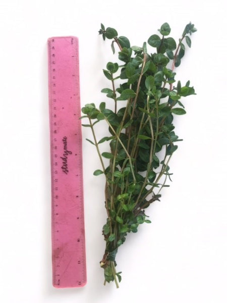 Value Bunches (Tall and Full) Rotala green (minimum buy x 6 bunches)