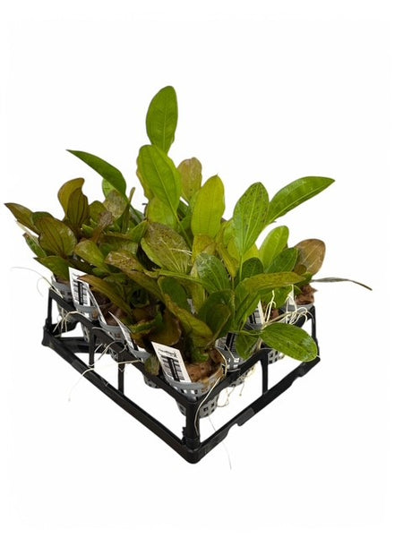 Echinodorus Submersed Sword Plant Pack with FREE Plant Tray