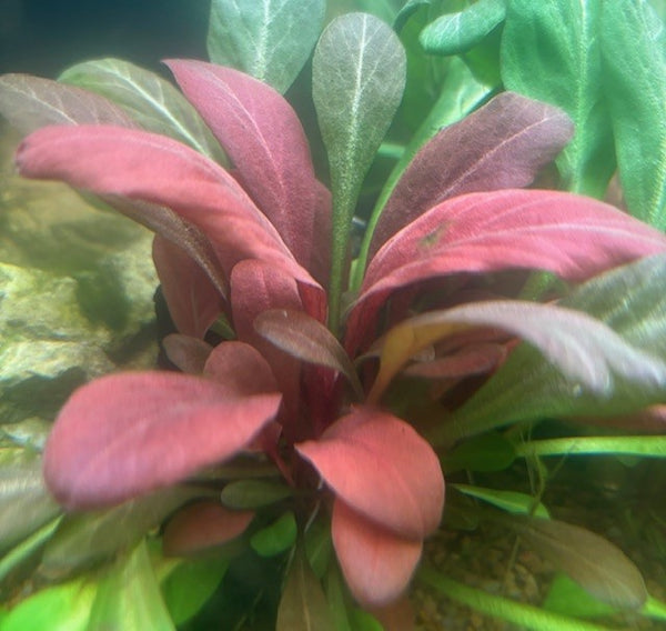 Lysimachia parvifolia SUBMERSED/POTTED (Formally Samolus parviflorus red)