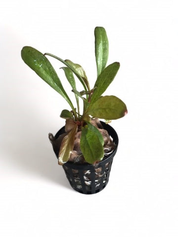Lysimachia parvifolia EMERSED/POTTED (Formally Samolus parviflorus red)