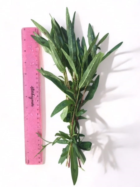 Value Bunches (Tall and Full) Sao Paulo (minimum buy x 6 bunches)