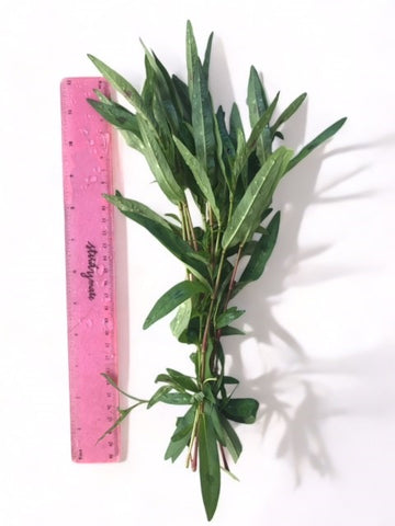 Value Bunches (Tall and Full) Sao Paulo (minimum buy x 6 bunches)