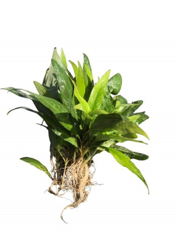 **SPECIAL**Nomaphila stricta SUBMERSED/BUNCH Stricta x 5 Buy