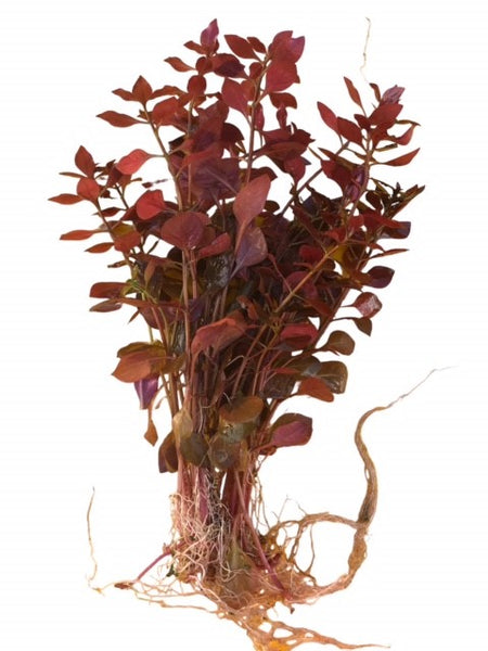 Ludwigia palustris SUBMERSED/BUNCH Super Mini Red