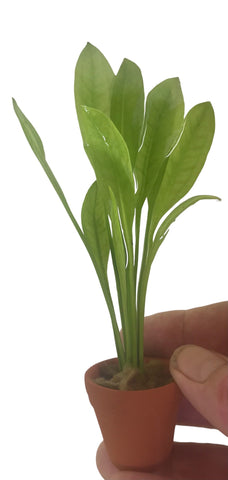 Terracotta Pots – Echinodorus Amazon sword