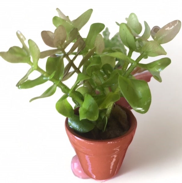 Terracotta Pots – Bacopa serpyllifolia Japan