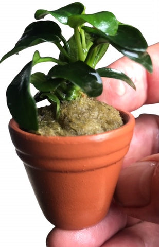 Terracotta Pots – Anubias nana petite