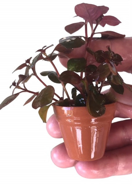 Terracotta Pots – Ludwigia Super Mini Red