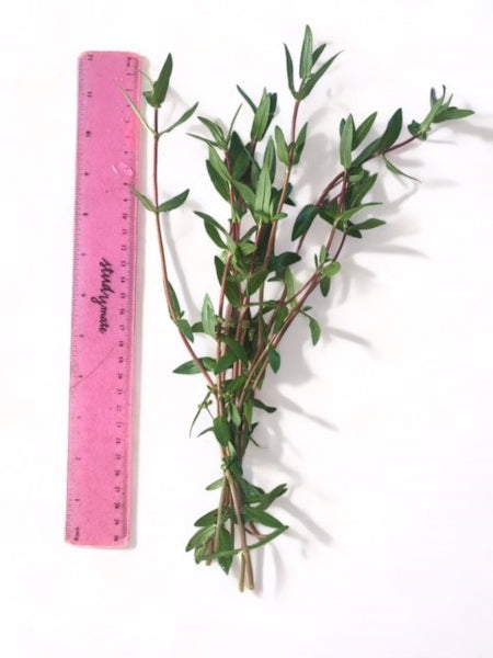Value Bunches (Tall and Full) Nesae Triflora (minimum buy x 6 bunches)