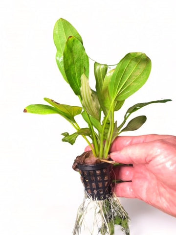 Echinodorus 'White Flame' SUBMERSED/POTTED