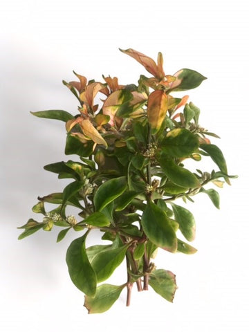 Alternanthera bettzickiana EMERSED Yellow Alt