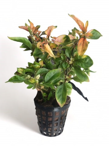 Alternanthera bettzickiana EMERSED/POTTED Yellow Alt