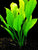Echinodorus amazonica EMERSED/POTTED Amazon Sword Large