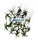 Hygroryza aristate x 50 plant buy (Floating ideal for baby fish and Betta)