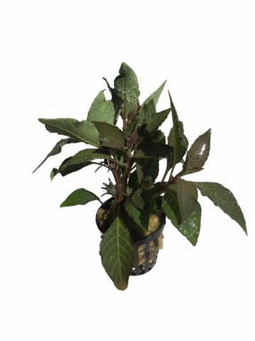 Hygrophila corymbosa "Compact" EMERSED/POTTED
