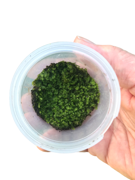Plagiomnium Moss “Terrarium moss” tub