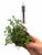 Natura Garden x 3 Buy