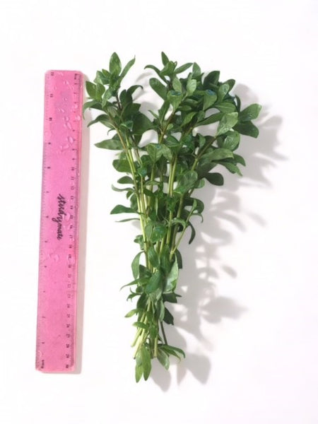 Value Bunches (Tall and Full) Hygrophilia polysperma (minimum buy x 6 bunches)