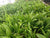 Echinodorus amazonica EMERSED/POTTED Amazon Sword Large