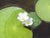 Nymphoides aquatica SUBMERSED/PLANT Banana Lily