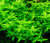 Bacopa serpyllifolia EMERSED/POTTED Bacopa Japan