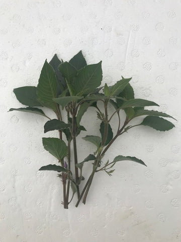 Nomaphila corymbosa EMERSED/BUNCH Green Temple