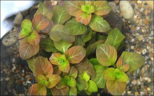 Ludwigia ovalis SUBMERSED/BUNCH