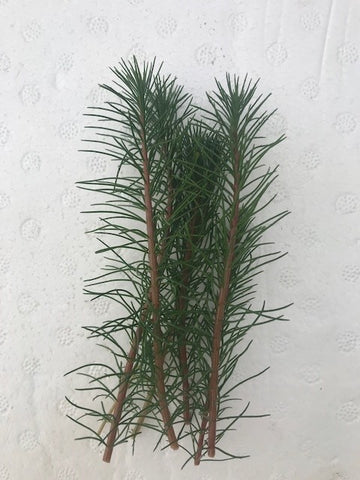 Myriophyllum papillosum EMERSED/BUNCH Red Milfoil