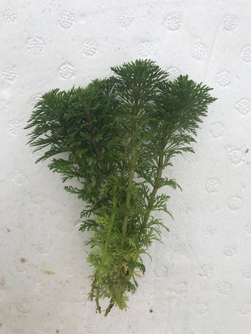 Limnophila sessiliflora EMERSED/BUNCH Ambulia