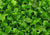 Ceratopteris pteridoides EMERSED/POTTED Floating Antler Fern
