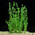 Bacopa monnieri SUBMERSED/BUNCH