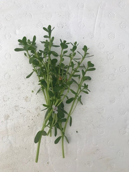 Bacopa monnieri EMERSED/BUNCH