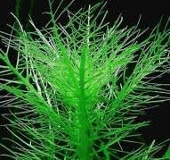Hygrophila balsamica SUBMERSED/BUNCH