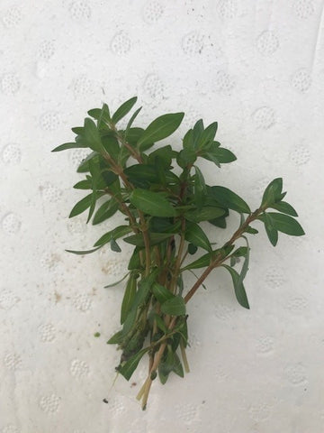 Ludwigia Brevipes EMERSED/POTTED