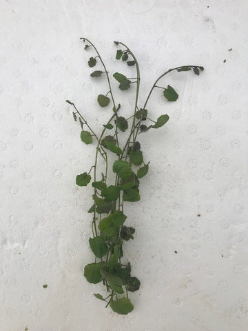 Cardamine lyrata EMERSED/BUNCH