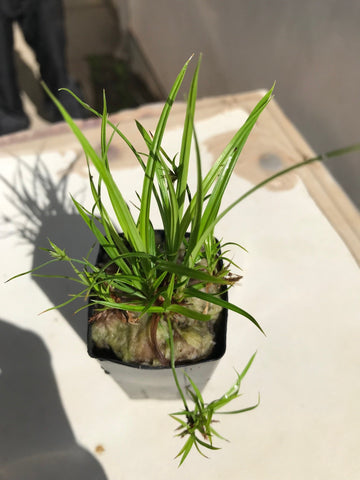 Cyperus helferi EMERSED/POTTED