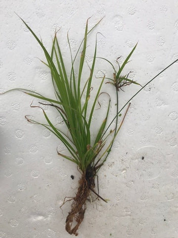 Cyperus helferi EMERSED/BUNCH