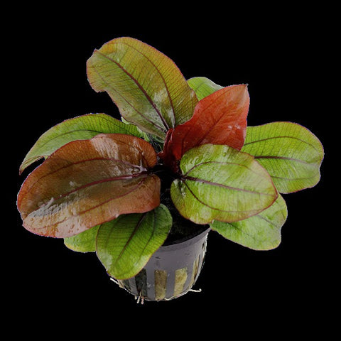 Echinodorus reni SUBMERSED/POTTED