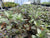 Nomaphila corymbosa EMERSED/POTTED Green Temple