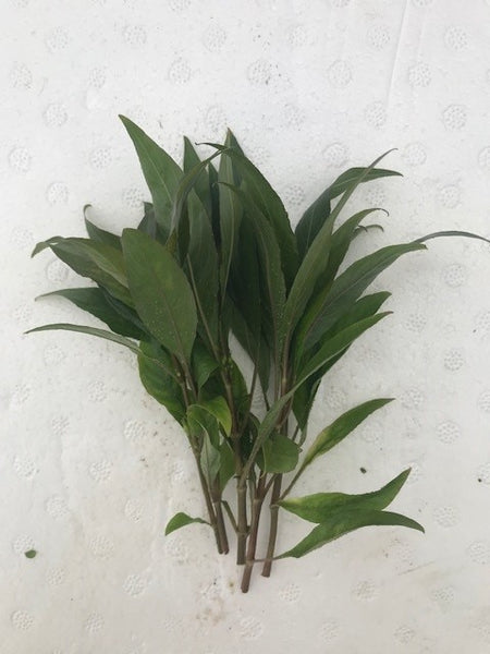 Nomaphila stricta EMERSED/BUNCH Stricta