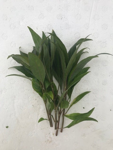 Nomaphila stricta EMERSED/BUNCH Stricta