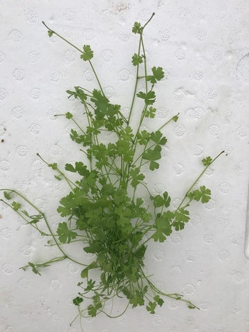 Hydrocotyle tripartita EMERSED/BUNCH Mini Japan