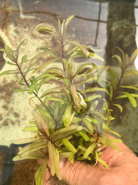 Hygrophila Ceylon SUBMERSED/BUNCH