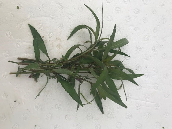 Hygrophila salicifolia EMERSED/BUNCH Willow Leaf